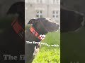 Invoxia Traqueur GPS Smart Dog Collar S, Noir minuit