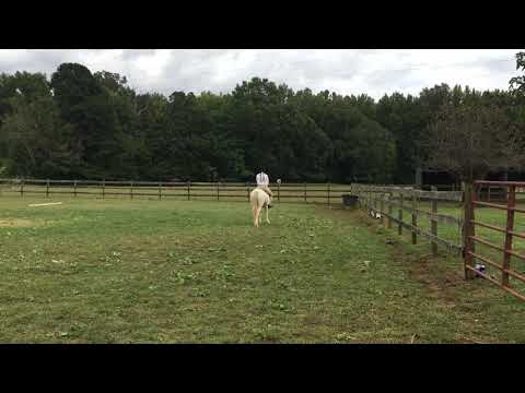 SCR Show 4 Class 3 W/T Groundpoles Cheyenne Robinson & Wonderley Pomp