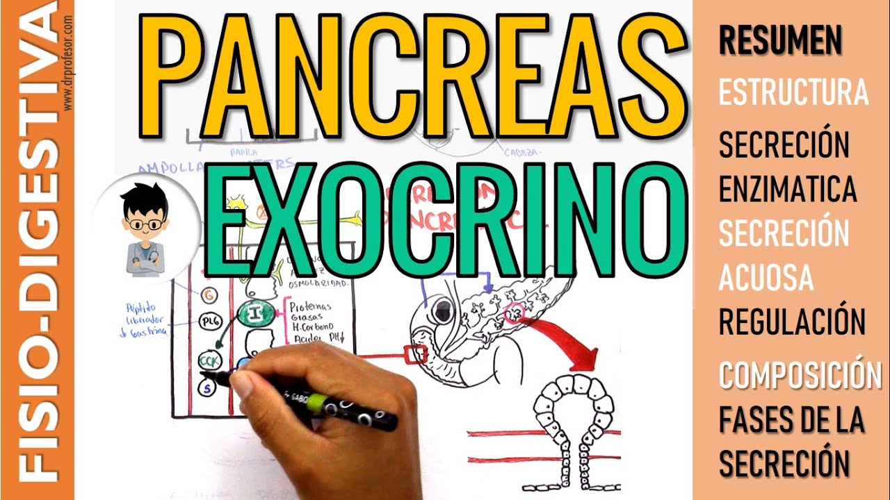 FISIOLOGÍA DEL PANCREAS EXOCRINO, Regulación de la  CCK, SECRETINA, secreción de Jugo Pancreático.
