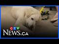 Meet Cletus at Manitoba’s biggest pet expo