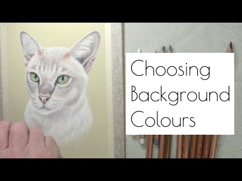 Picking Background Colours - Burmese Cat
