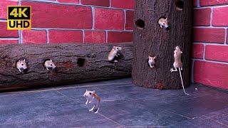 Cat Games 4K: Mice Maze Mania Sneak, Climb & Hide in Log Tunnels, Perfect for Cats & Dogs to Watch