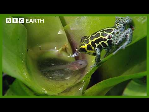 Incredible Poison Arrow Frog Raises Tadpoles in Treetops | Life in Cold Blood | BBC Earth