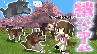 【マイクラ】桜バイオーム見つけてウキウキしてたら事件が起きました🐺～ちょこクラ#37～【ゆっくり実況】【Minecraft】