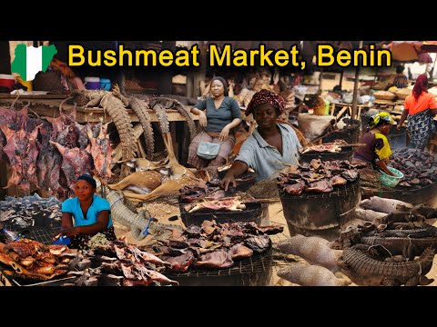 Updated: Ekiuwa Bushmeat Market, Benin Nigeria. Exploring Prices of Crocodile, Grasscutter and more