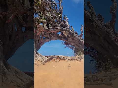 parada para almoço na árvore do amor #maxaranguape #riograndedonorte #paisagemnatural #viagem