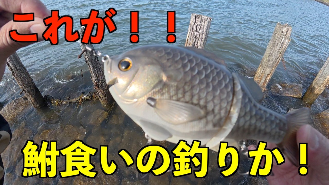 【琵琶湖】流行りの釣りをしてきました！