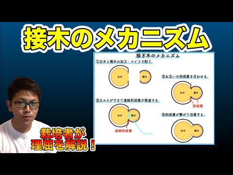 なぜ8月に果樹を接ぎ木するのでしょうか？どうすればうまくいきますか？  庭園