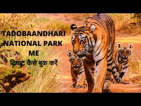 download lagu mp3 mp4 Tadoba Booking Online, download lagu Tadoba Booking Online gratis, unduh video klip Tadoba Booking Online
