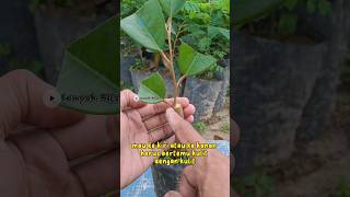 Download lagu Pemula Wajib Tau Ini !! || tutorial Grafting Durian mp3