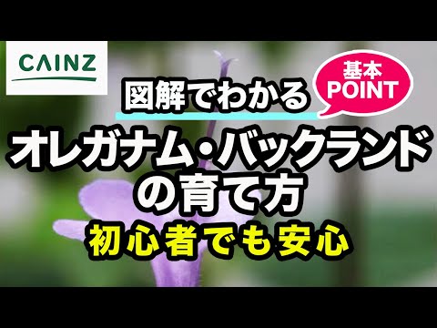 園芸 レターマンズ・ベルノーヌ、糸葉ベルノーヌ、狭葉ベルノーヌ