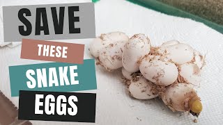 How I Saved a Clutch of Snake Eggs from a Bad Egg