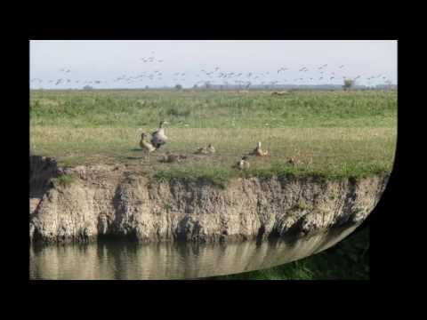 Almere Buiten - Almere Oostvaarders