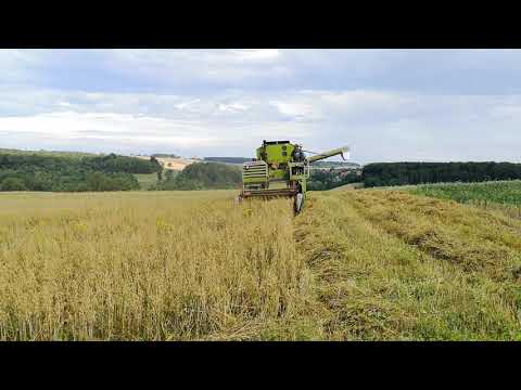 LINSENERNTE IM BLIESGAU