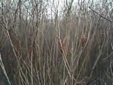 ingov sin rad u polju na tragu od zeca