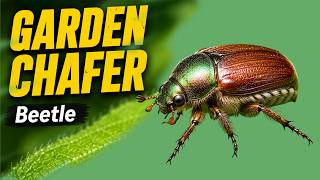 Garden Chafer