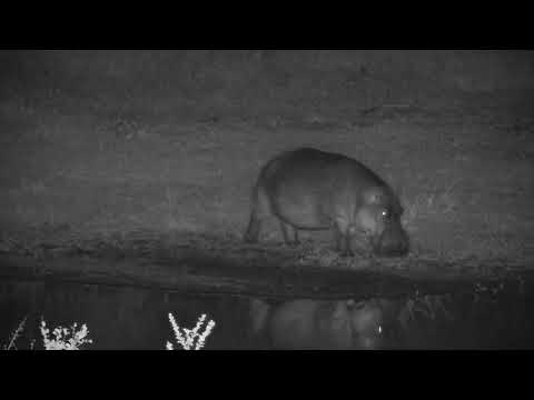 Djuma: Hippo grazing at shallow end across the dam before going back in water - 21:00 - 07/02/2023