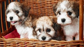 Havanese Health Checks: Vet Visits and Preventive Care PART 1