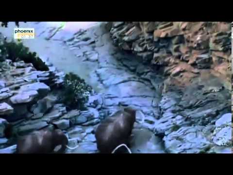 Geschichte der Menscheit   Der Erste Mensch   Die Eroberung der Welt Doku deutsch Teil 1