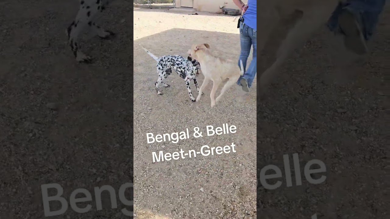 Enlarge Belle, a Adoptable mixed breed in Wickenburg, AZ video 5/5