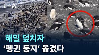 해일 덮치자…남극 펭귄 둥지 통째로 이사 / 채널A / 뉴스A