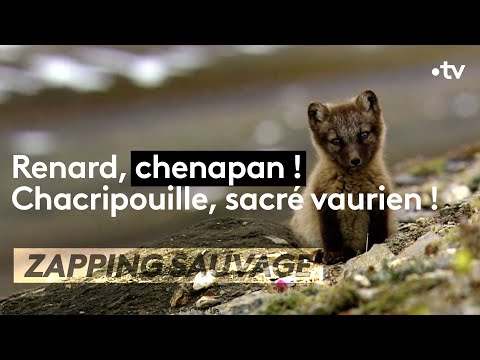 Renard, chenapan ! - ZAPPING SAUVAGE