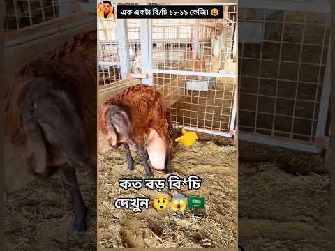 এগুলো আরবিয়ান দের কাছে অনেক ফেমাস। 🇸🇦🇦🇪🇧🇭🇶🇦👈❤️