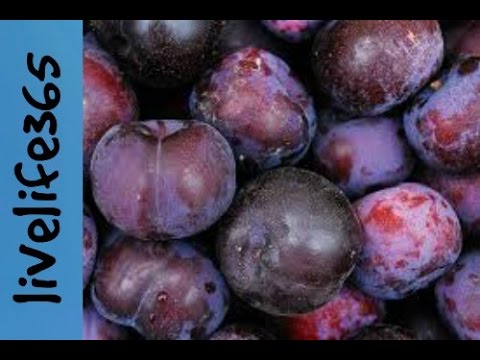 download lagu mp3 mp4 Pluot, download lagu Pluot gratis, unduh video klip Pluot