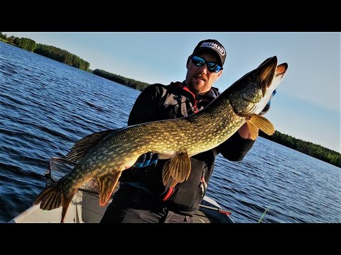 HAUEN KALASTUS | ISOJEN HAUKIEN PÄIVÄ! TOP5 515CM!