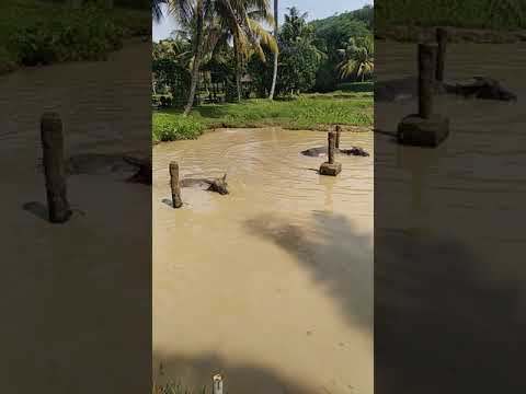 Indonesia memang hebat