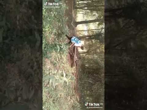 trilla de motos en caa yari misiones