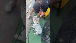 Video preview image #1 Bulldog Puppy For Sale in Sanford, FL, USA