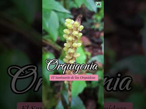 Orquigonia: El santuario de las orquídeas 💜🌸