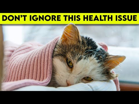 HCM in Cats: What You Need To Know