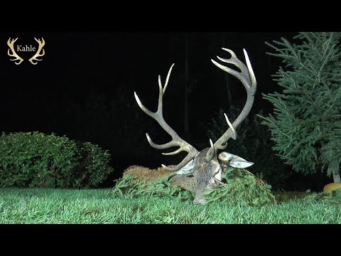 Mehrere kapitale Hirsche wurden erlegt - Waidmannsheil in Masuren