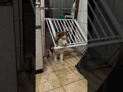 【不愧是你】哈士奇拆家變枷項 主人被傻到氣不下去XD｜哈士奇｜拆家