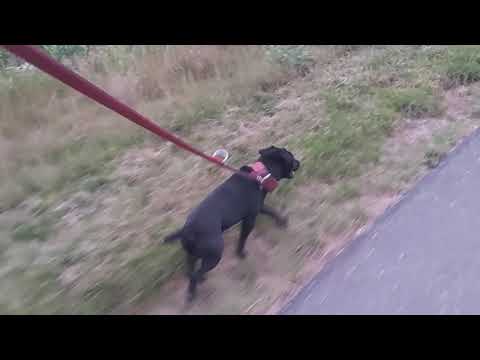 MASTINO NAPOLITANO - ITALY'S ELITE GUARD DOG - THE LEGENDARY WAR MASTIFF THAT FOUGHT IN ROMAN ARENAS