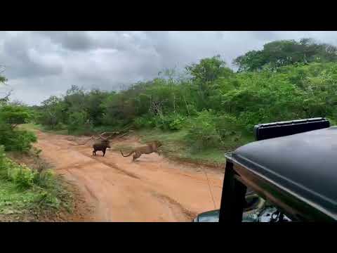 30/09/2023 morning yala national park sri lankan leoperd (panthera pardus kotoy (contact 0775668431)