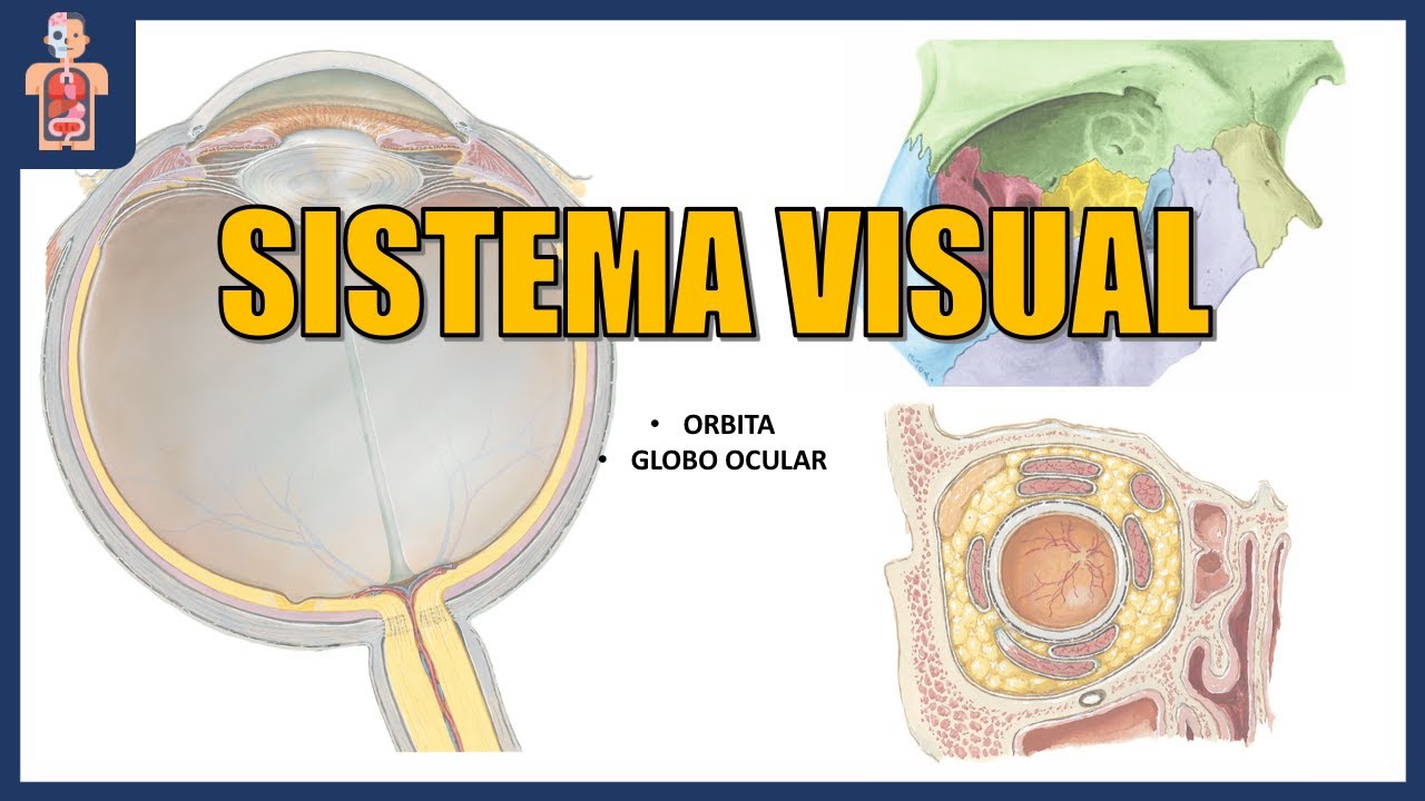 ANATOMÍA - SISTEMA VISUAL 1/2 👁  (ÓRBITA Y GLOBO OCULAR)
