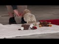 Bichpoo dogs for sale: Lucky - Video 1