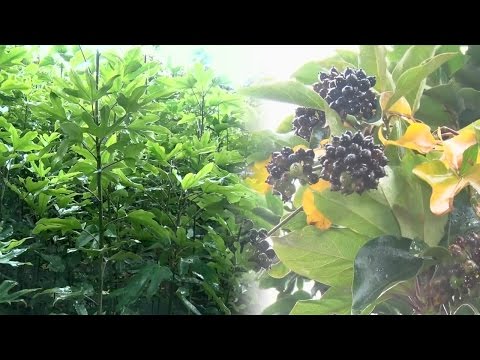 황칠 향기백신 소개 — 피톤치드의 힘