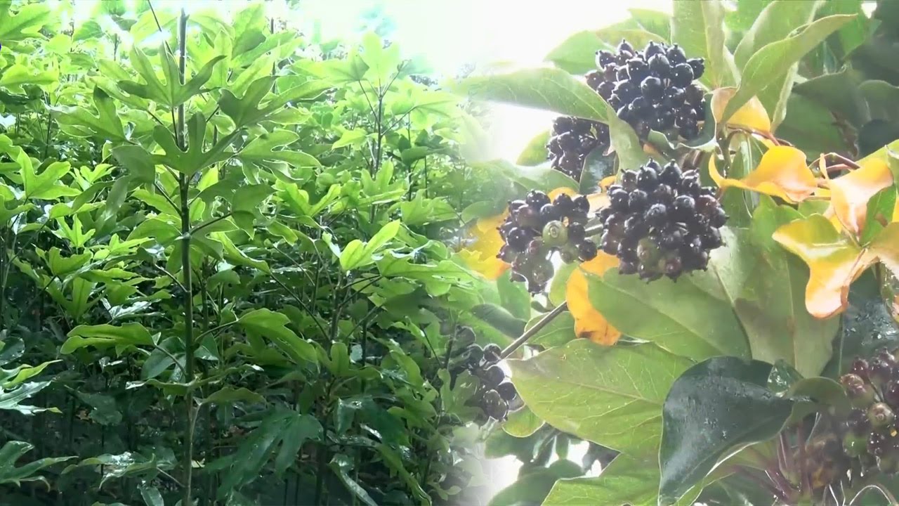 황칠 향기백신 소개 — 피톤치드의 힘