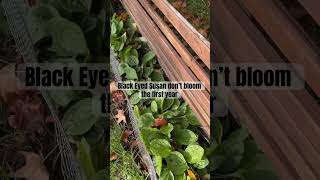 Remember If You Grow Black Eyed Susan from Seed