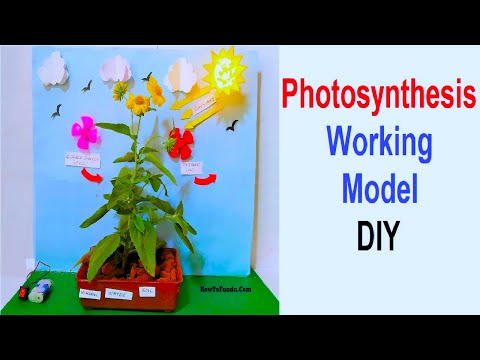 photosynthesis working model 3d science project exhibition diy craftpiller