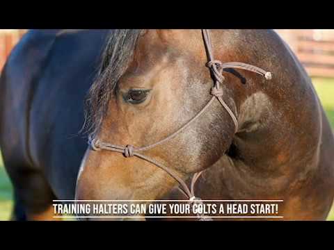Training Halters Can Give Your Colts a Head Start!
