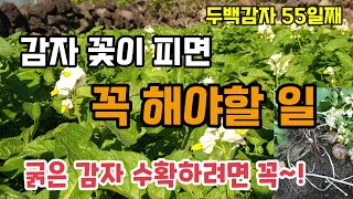 감자꽃이 피면 꼭 해야할일 감자50일째 감자 꽃 따기 및 북주기 굵은 감자 수확하려면 꽃은 꼭 따주세요