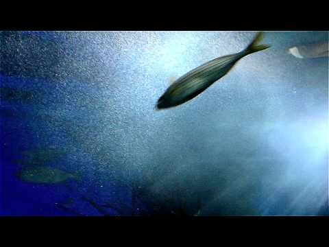 Meer aus Eis (ICE OCEAN)