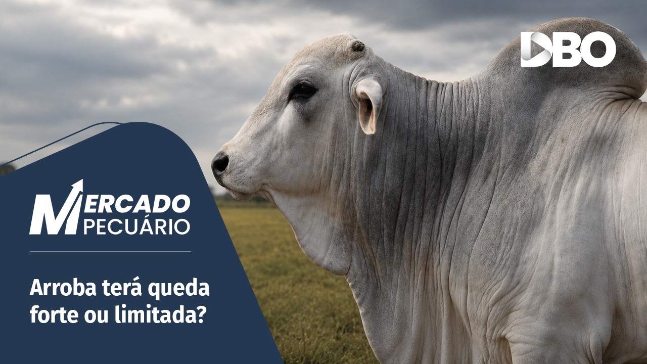 Boi gordo: até onde pode ir a pressão sobre a arroba?