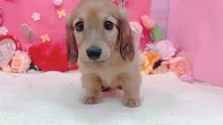 カニンヘンダックスフンドの動画01