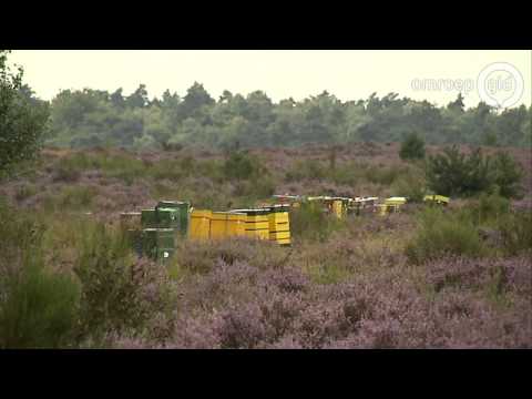 Koning van de honing weer in de maak